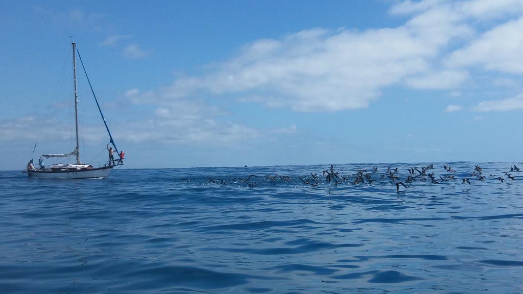 Madalena do MarOcean View Madeiraアパートメント エクステリア 写真